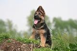 BERGER ALLEMAND 1442